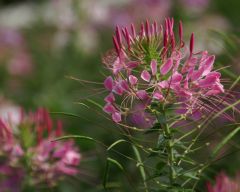 Tapeta Nature Flowers 523.jpg